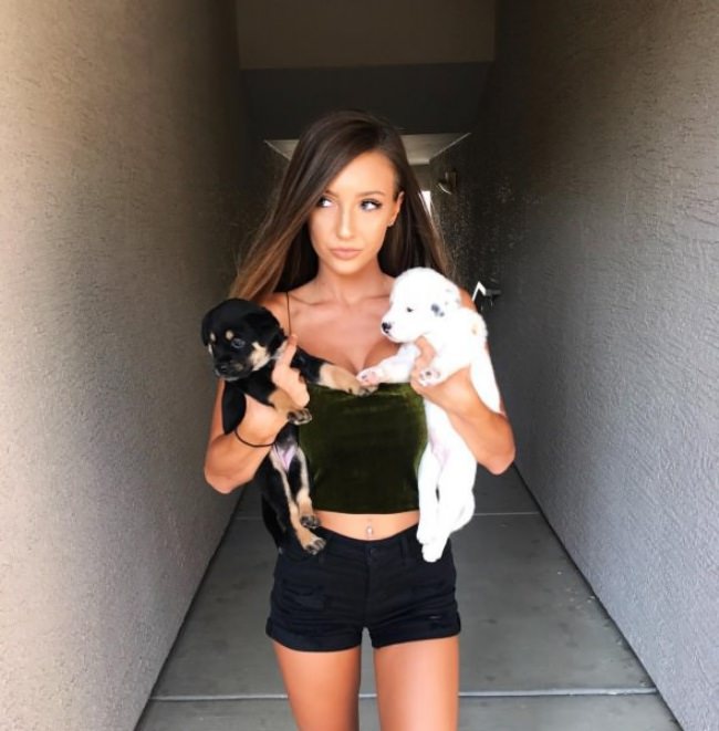 dogs