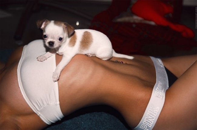 dogs
