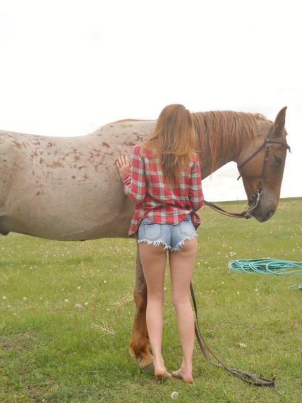 horses