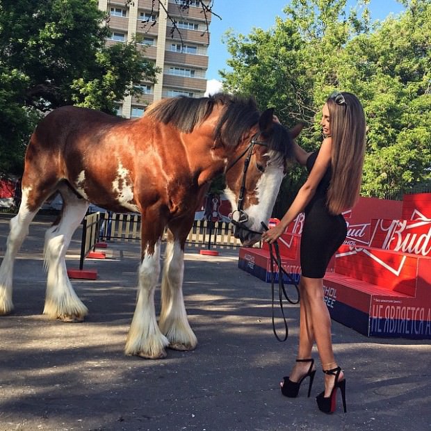 horses