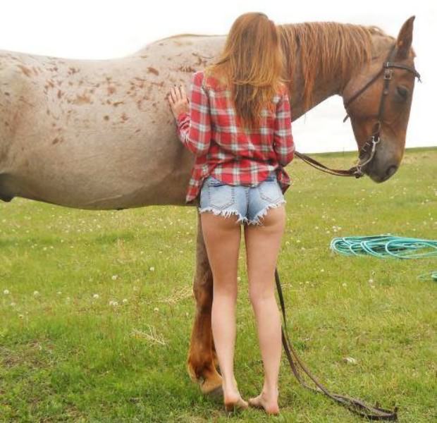 horses