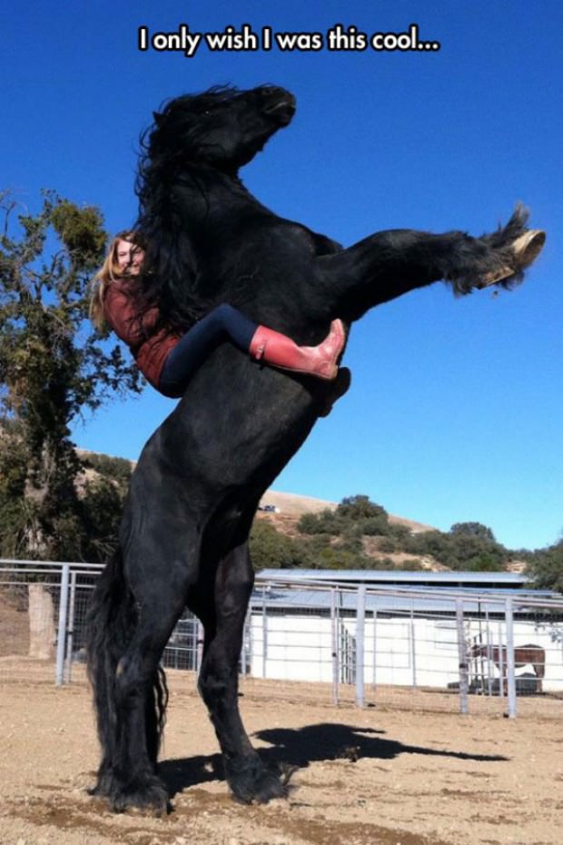 horses