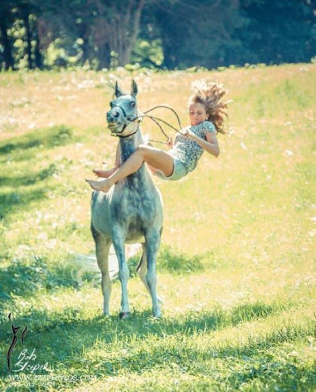 horses