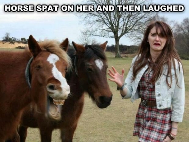 horses