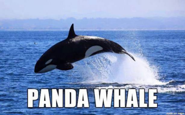 animals