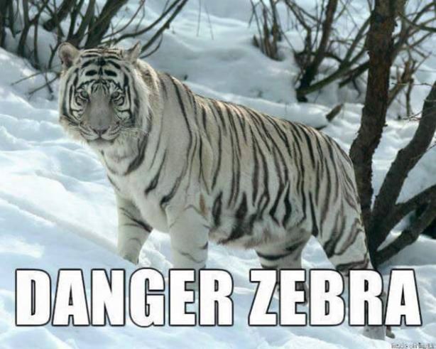 animals