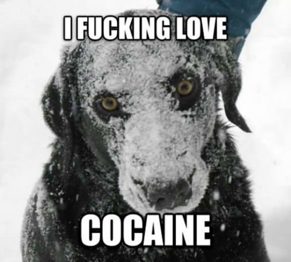 funny pictures overflow