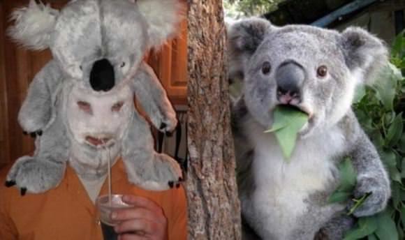funny pictures overflow