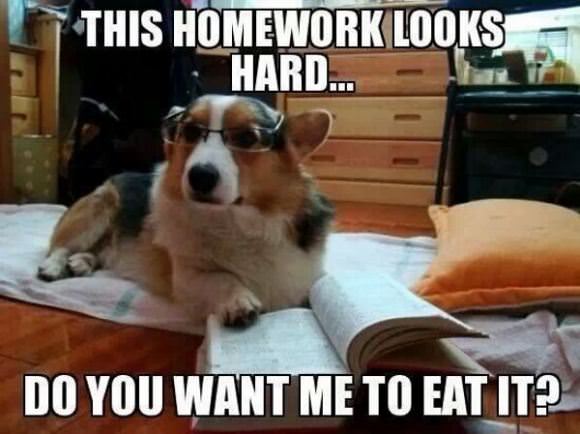 funny pictures overflow