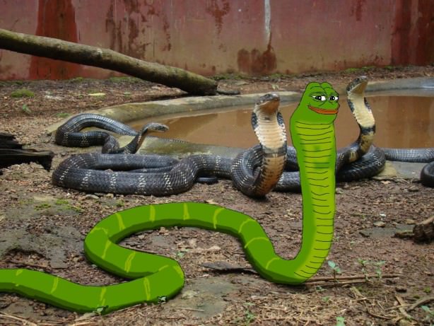 pepe
