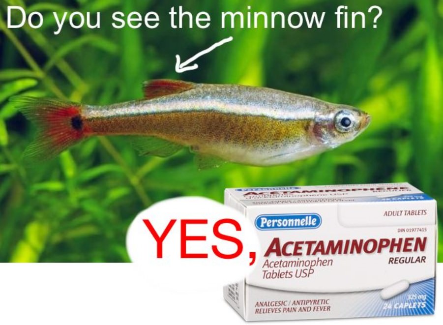 Very Punny