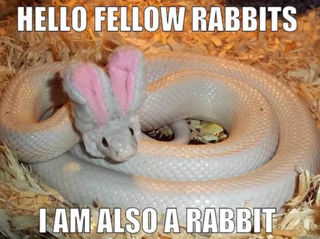 snakes