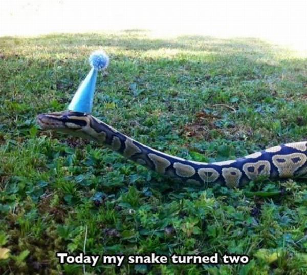 snakes