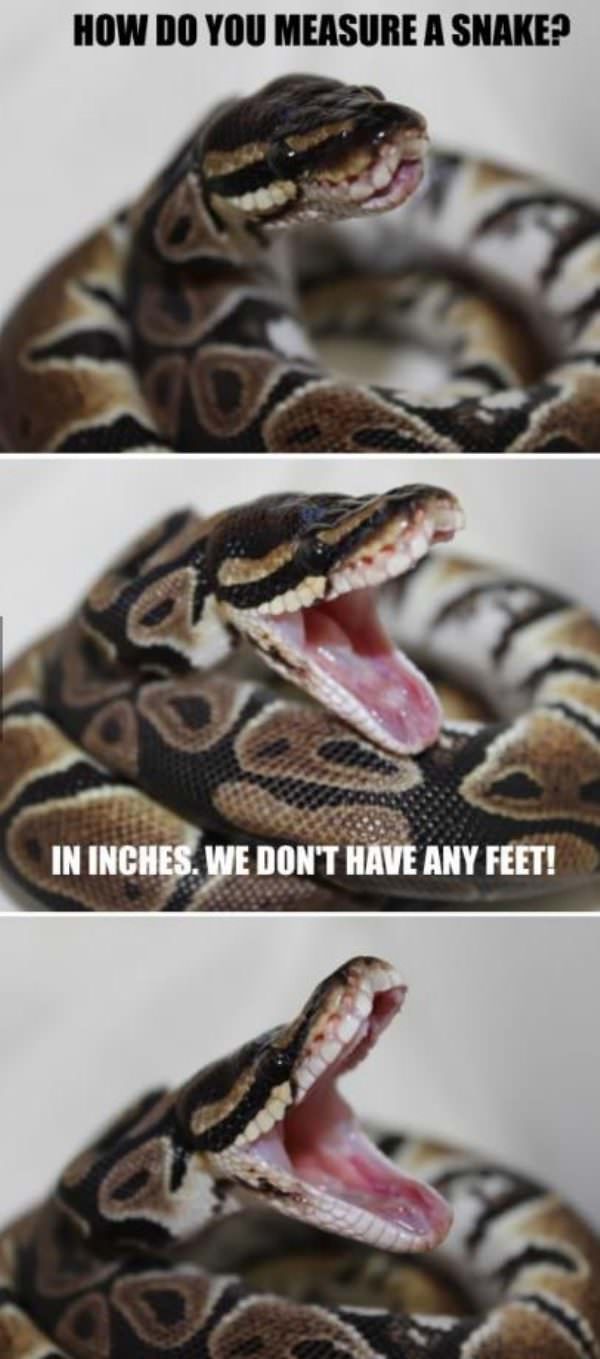 snakes