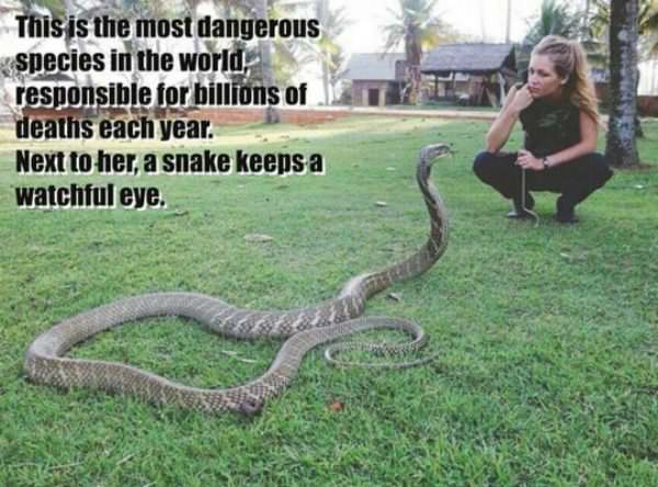 snakes