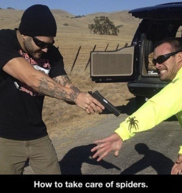 spiders