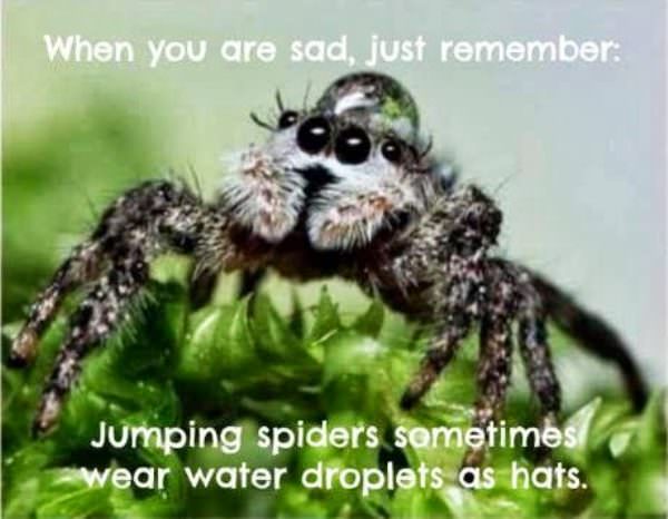 spiders