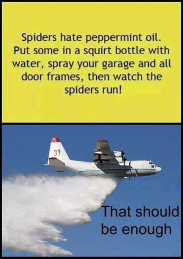 spider