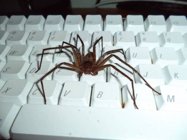 spider