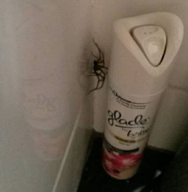 spider