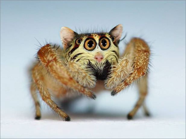 spider