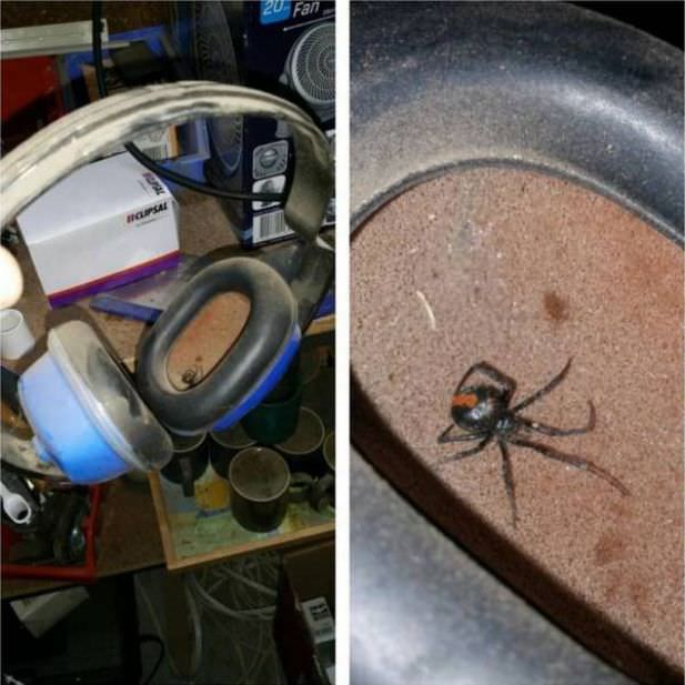 spider