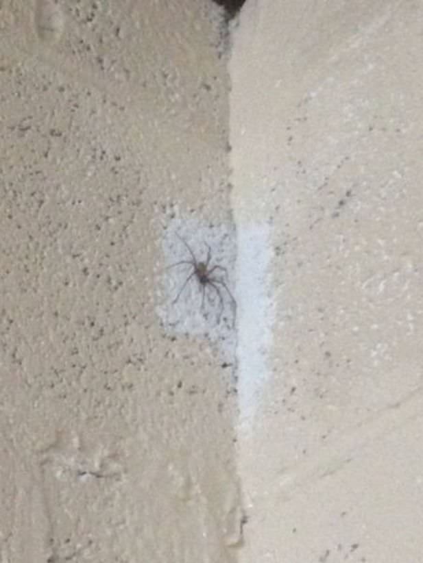 spider