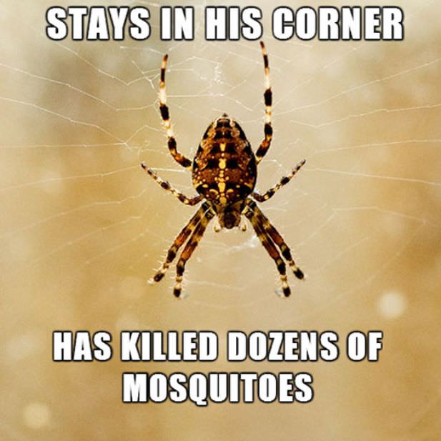 spider