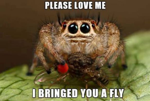 spider