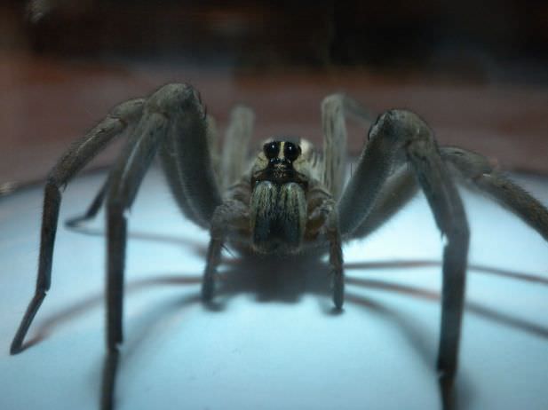 spider