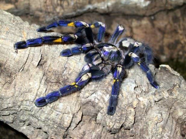 spider