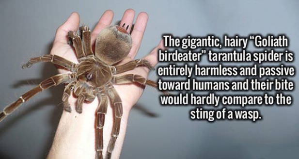 spider