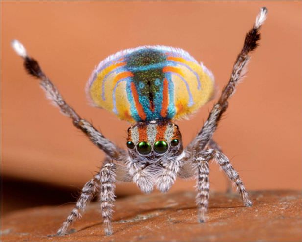 spider