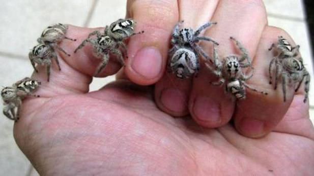 spider
