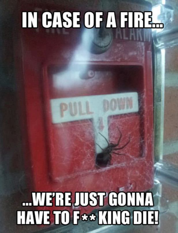 spider