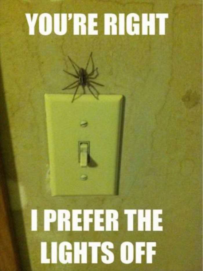 Spiders