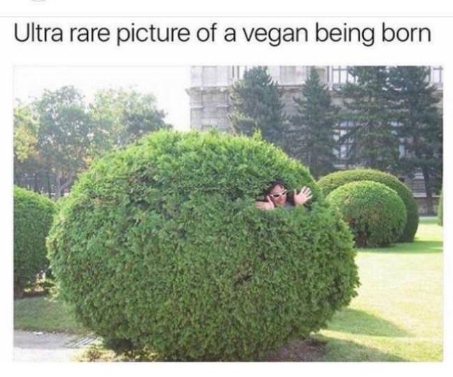 vegans