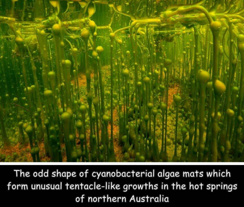 Weird Stuff