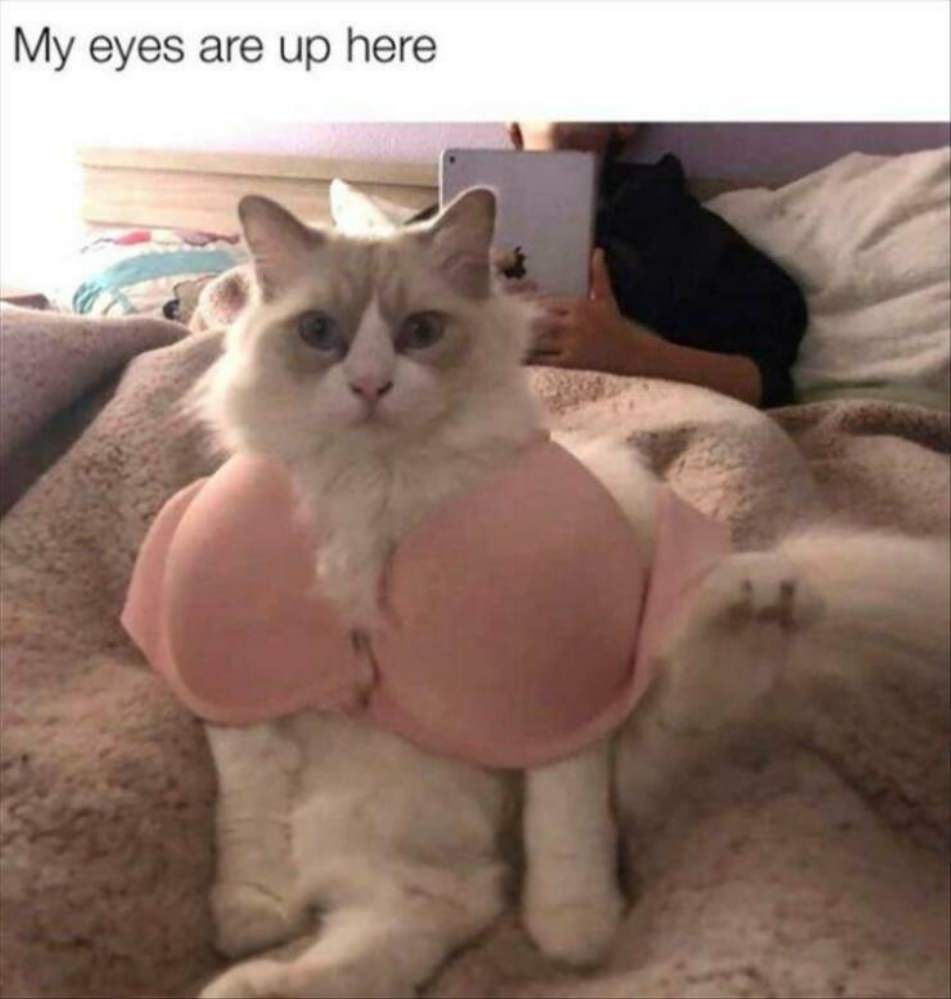 WTF