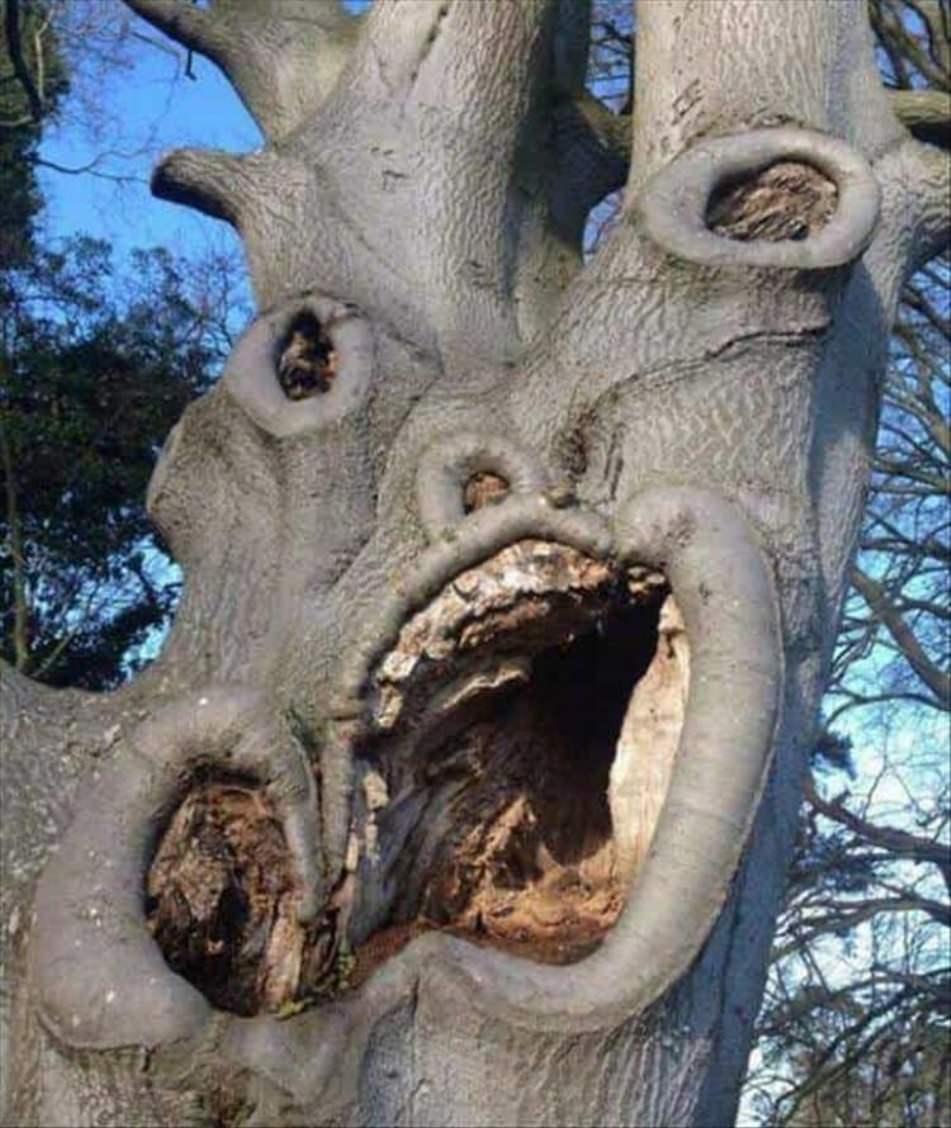 WTF