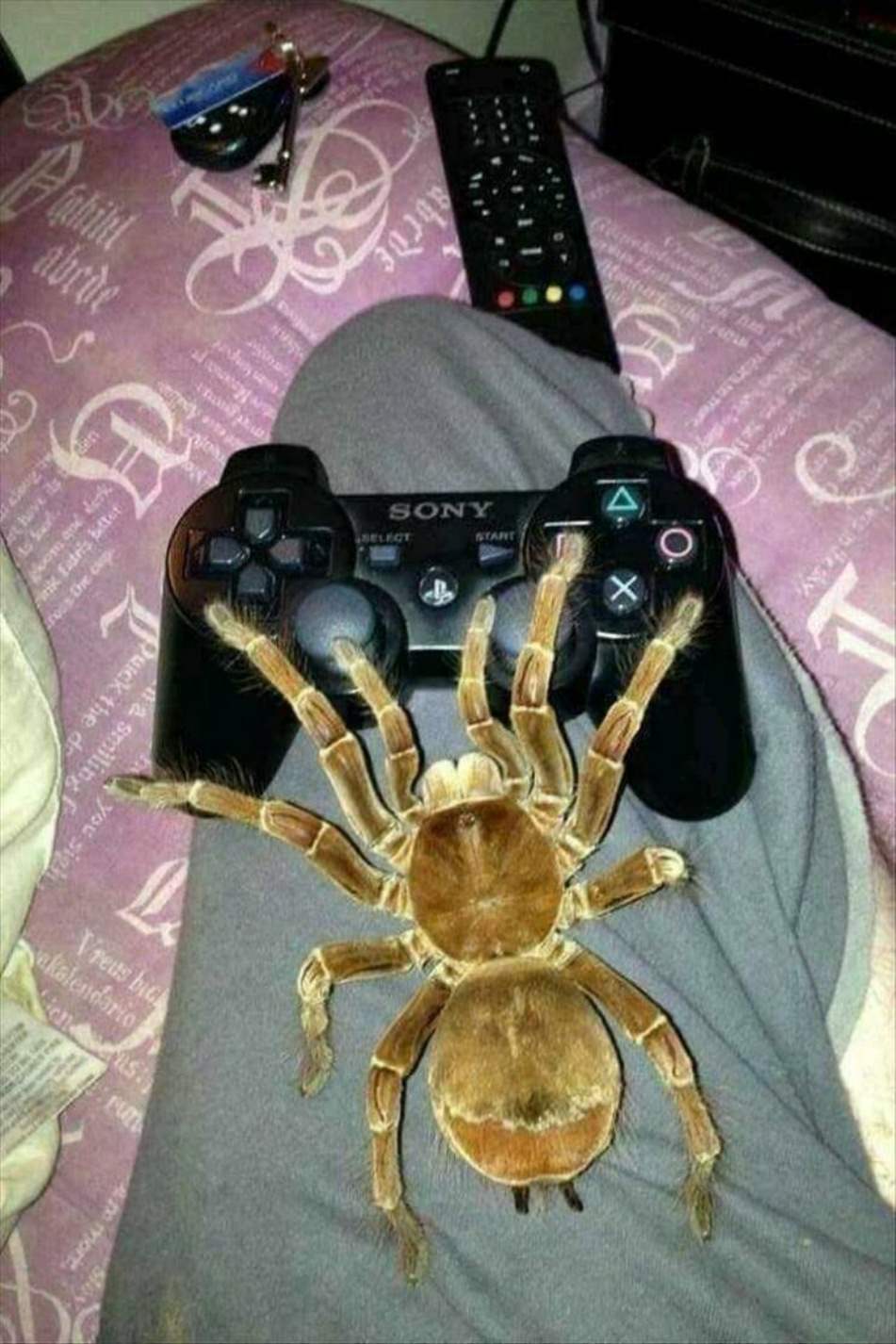 WTF