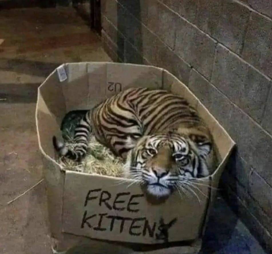 WTF