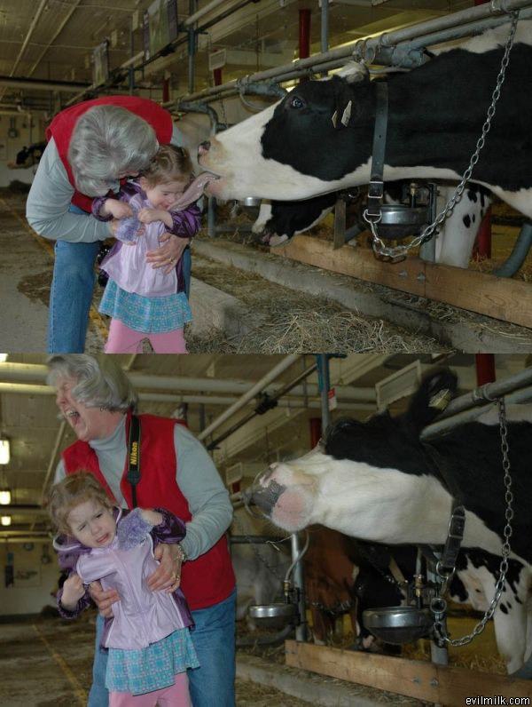 A Cow Kiss