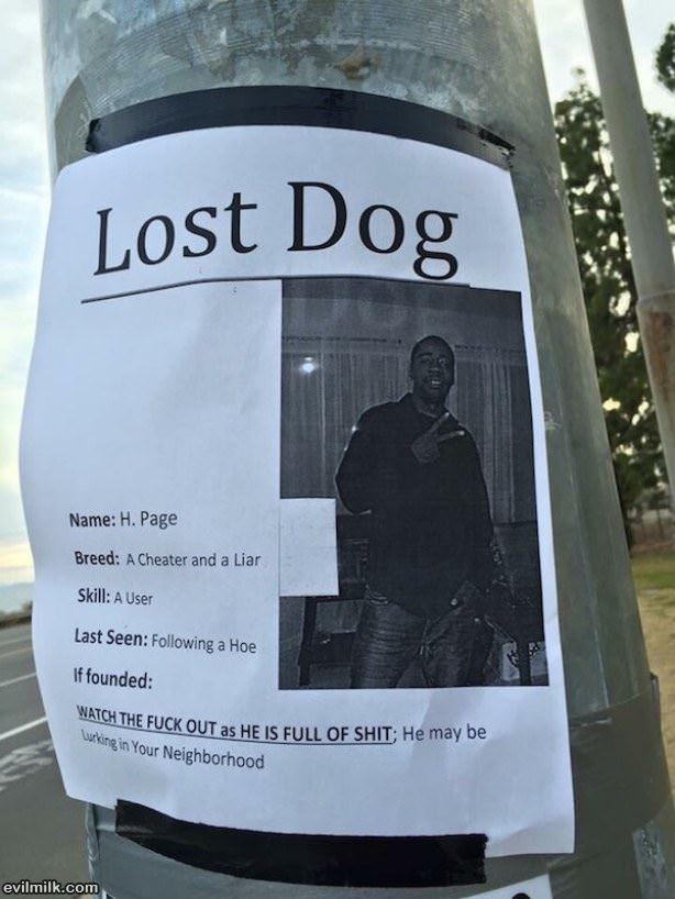 A Lost Dog