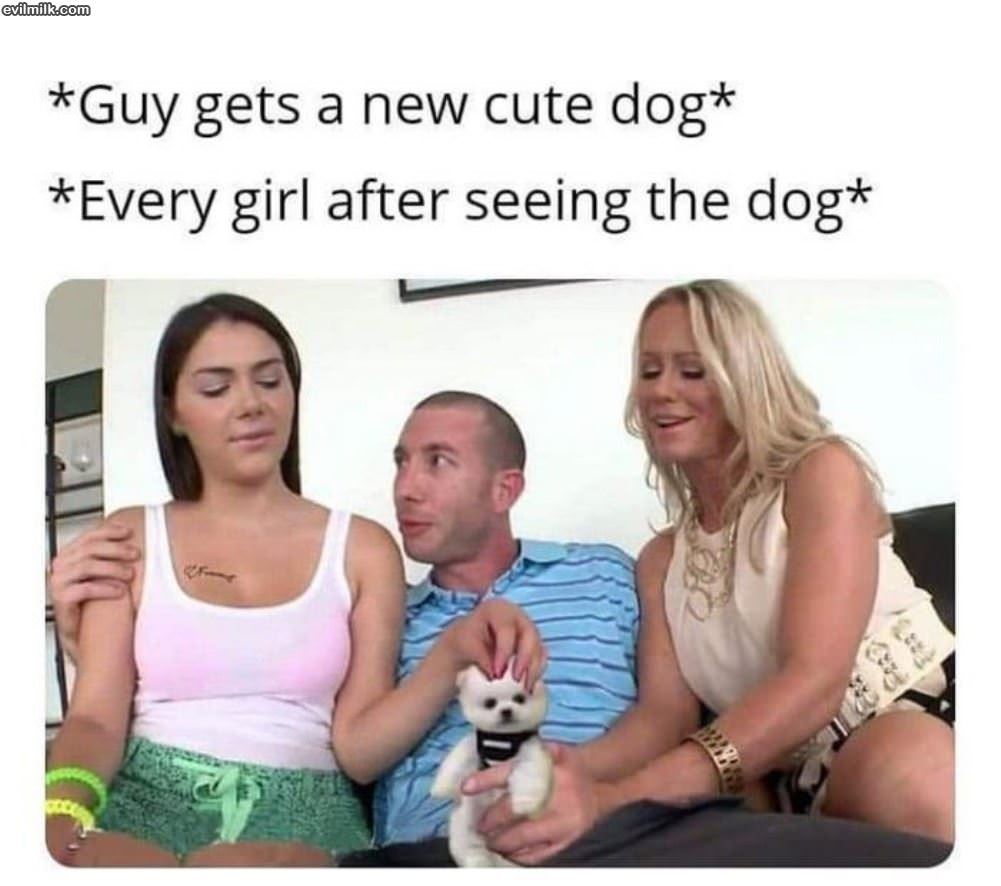 A New Cute Dog