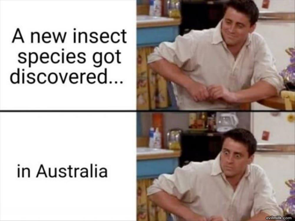 A New Insect