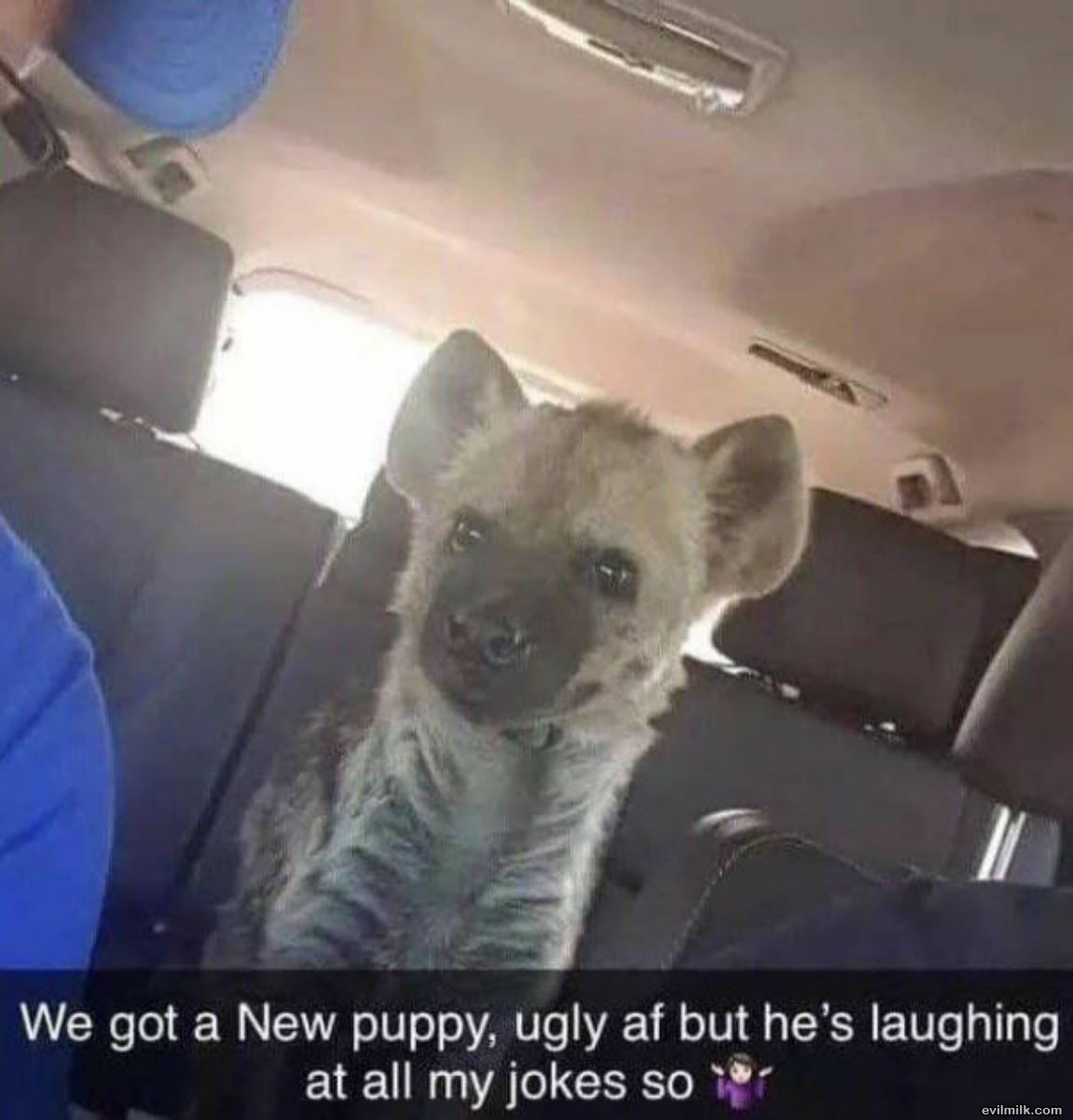 A New Puppy
