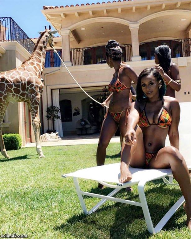 A Pet Giraffe