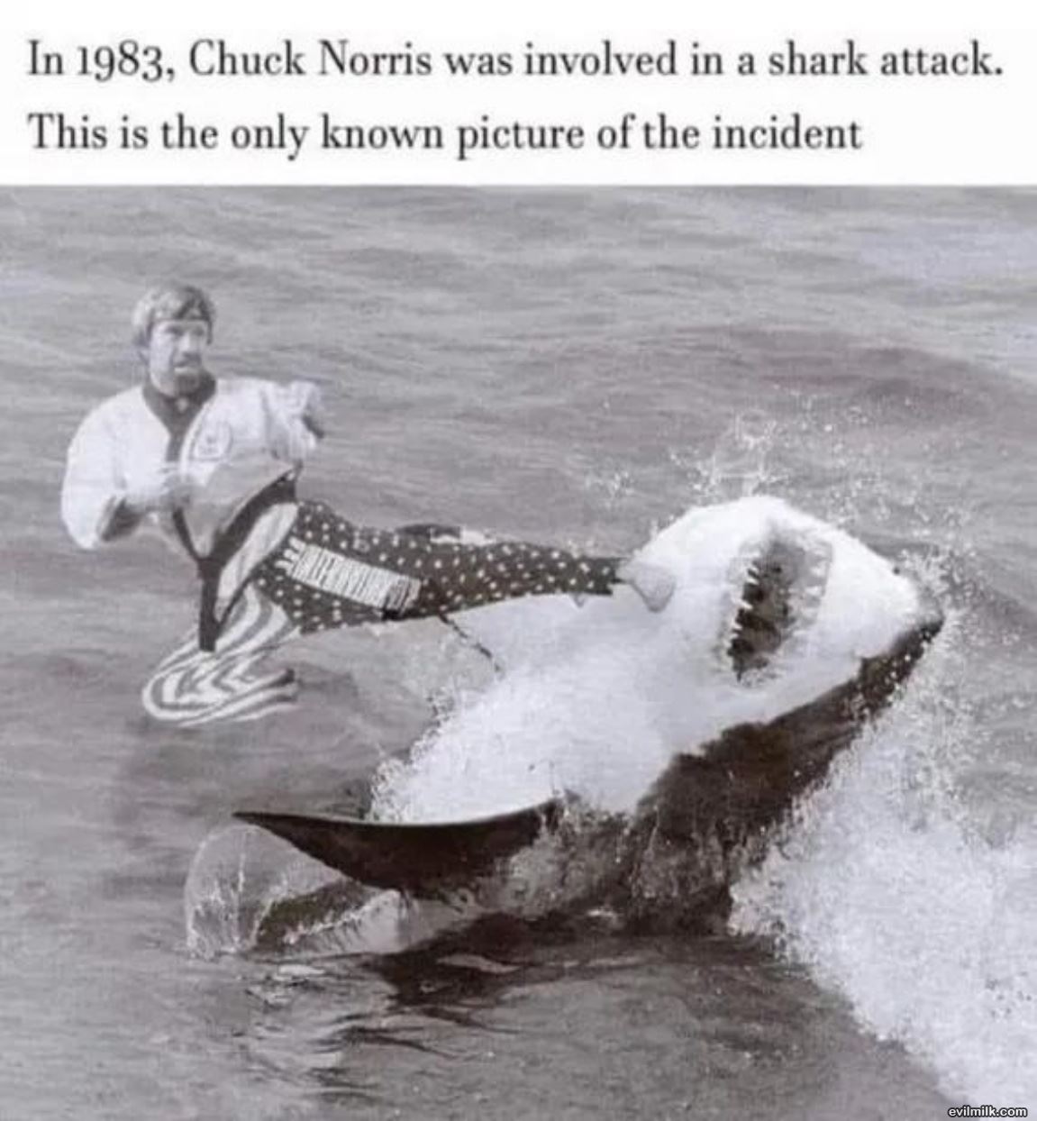 A Shark Attack