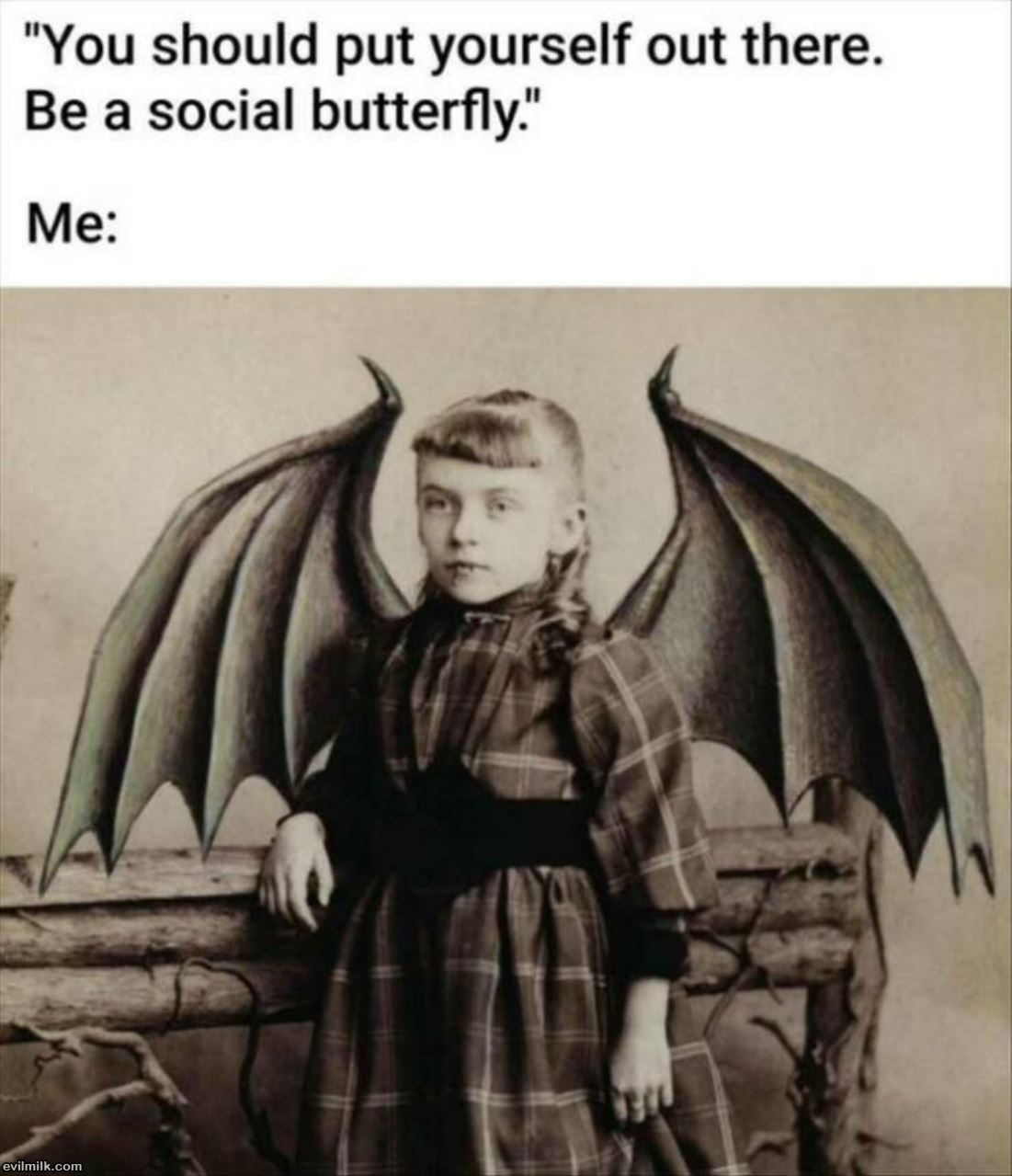 A Social Butterfly